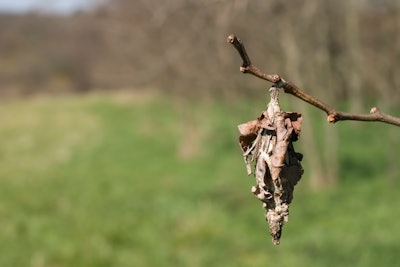 bagworms