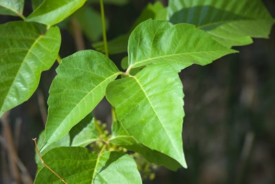 poison ivy plant