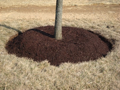 mulch surrounding a tree