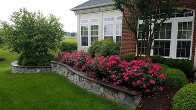 stone-wall-roses-planting.jpg