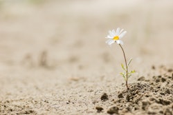 lone sunflower growing from ground