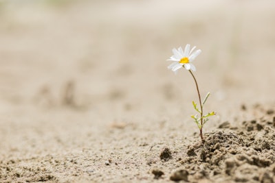 lone sunflower growing from ground