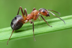 fire ant