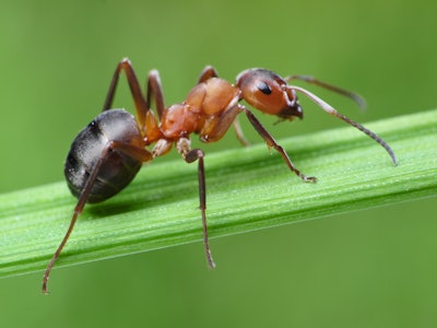 fire ant
