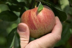 hand picking an apple off of tree