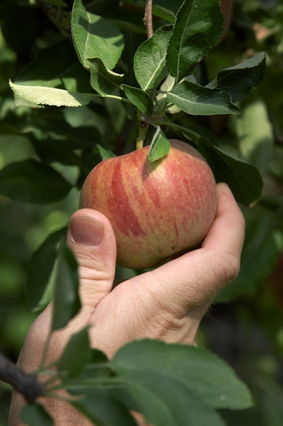 hand picking an apple off of tree