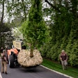 special equipment guided by landscapers moving a large tree