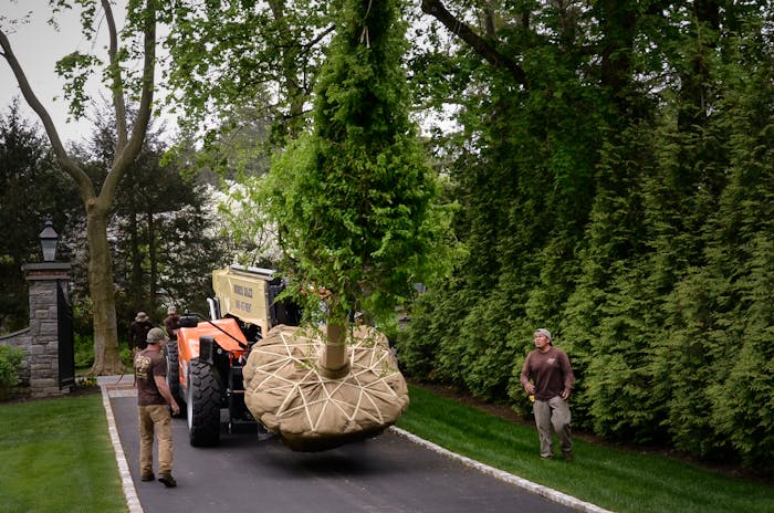 special equipment guided by landscapers moving a large tree