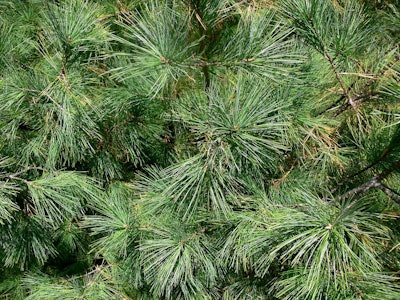Eastern white pine