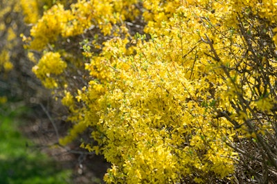 Forsythia