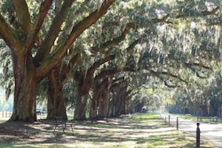 Tree Lined Street