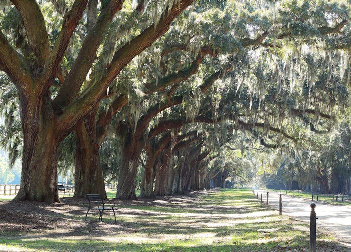 Tree Lined Street