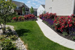 landscaping planting