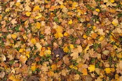 Fallen leaves in varying shades of yellow, orange, and brown