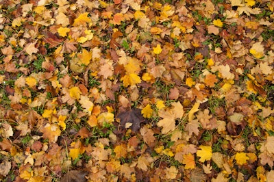 Fallen leaves in varying shades of yellow, orange, and brown