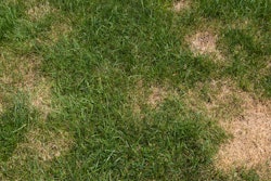 brown patches in green grass
