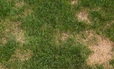 brown patches in green grass