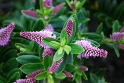 hebe plant