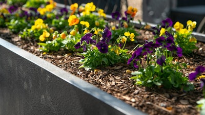 flowers in plant bed
