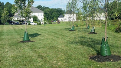 Trees with irrigation gator bags