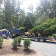 Landscapers installing mature trees in yard