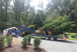 Landscapers installing mature trees in yard