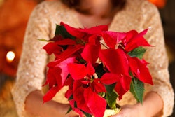 woman holding red poinsettia plant