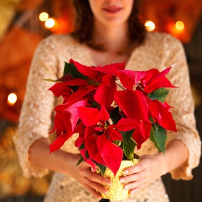 woman holding red poinsettia plant