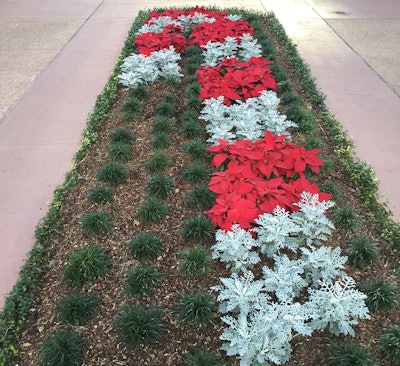 landscaping plants used to create a candy cane pattern