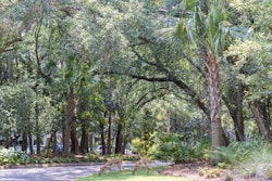 Deer grazing for food