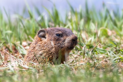 Gopher peeping out of hole in yard
