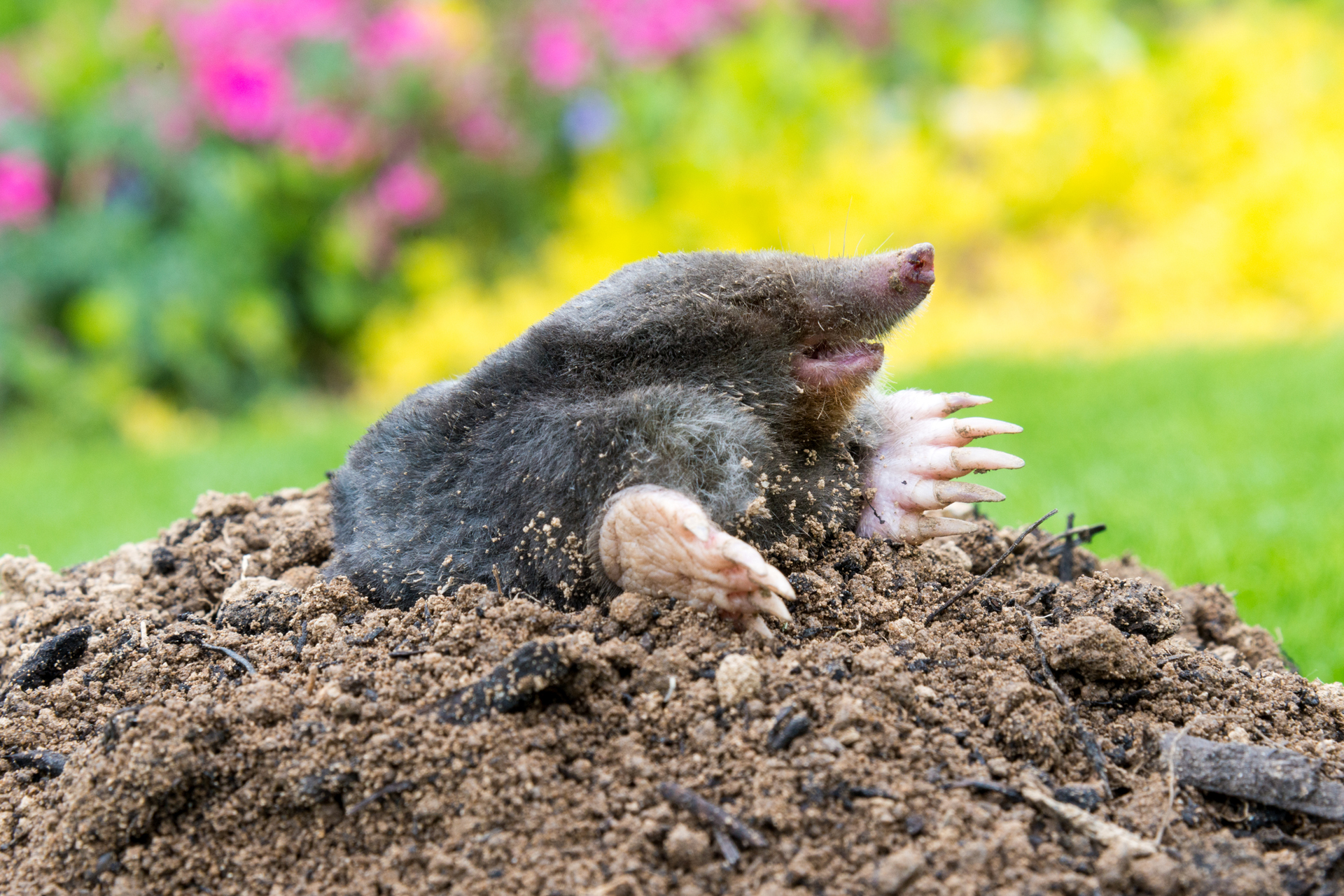 How to get rid of underground pests Total Landscape Care