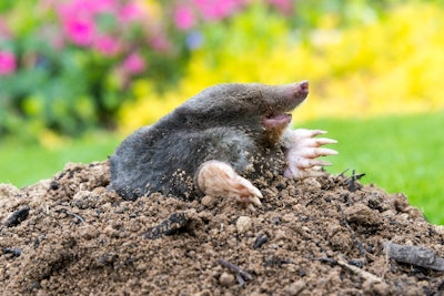 Mole in yard