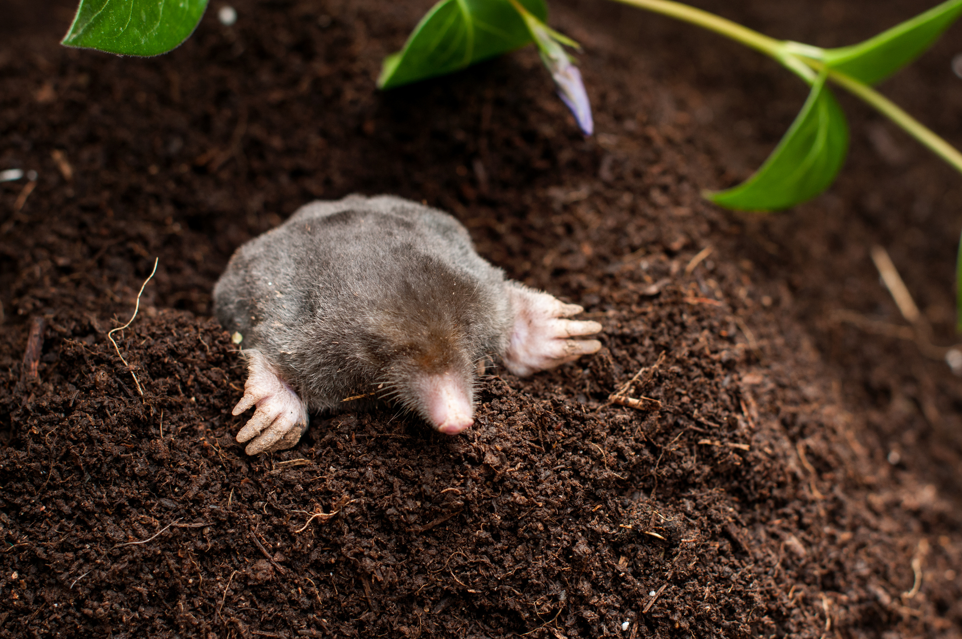 How to get rid of underground pests Total Landscape Care