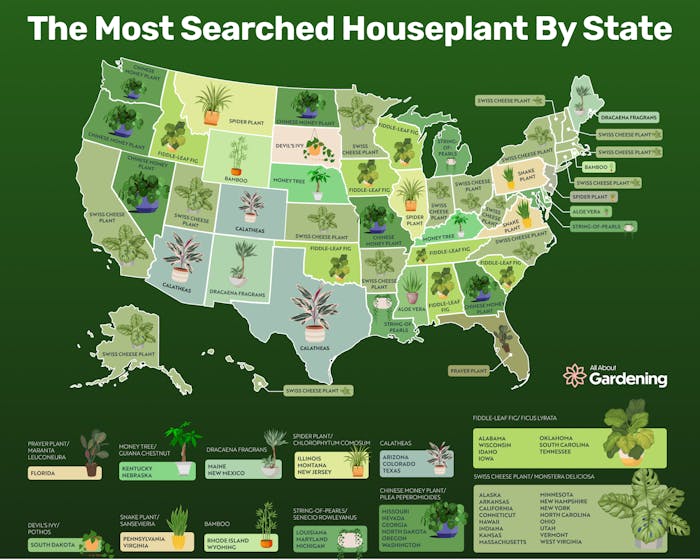 AllAboutGardening.com analyzed Google Trends data to establish the most Googled houseplant in each American state.
