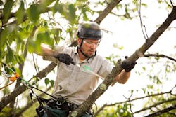 man in a tree pruning