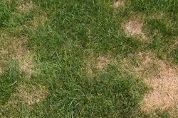 brown patches in green grass