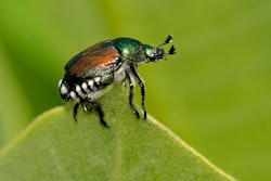 Japanese Beetle