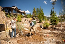 landscapers planting a tree