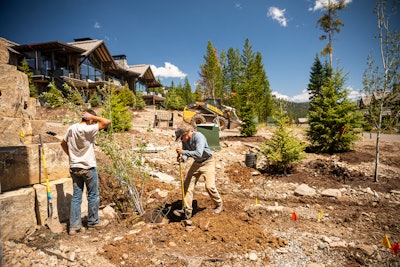 landscapers planting a tree