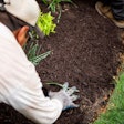 landscaper adding mulch around plants in a flower bed