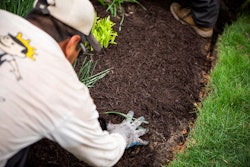 landscaper adding mulch around plants in a flower bed