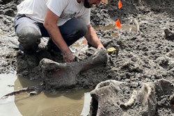 Mastodon discovery Michigan museum curator Cory Redman in straw hat digs out mastodon bone in gray mud