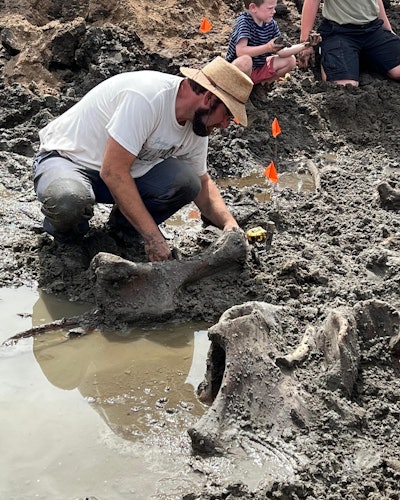 Mastodon discovery Michigan museum curator Cory Redman in straw hat digs out mastodon bone in gray mud