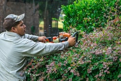 Landscaper pruning shrubs