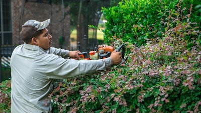 Landscaper pruning shrubs