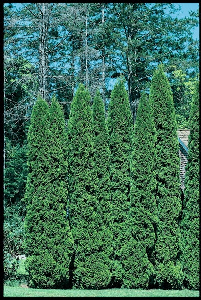Portfolio_american-pillar-arborvitae.jpg