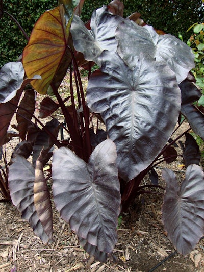 Potfolio_royal-hawaiian-black-coral-elephant-ear.jpg