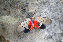 spotted lanternfly