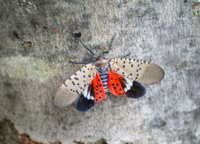 spotted lanternfly